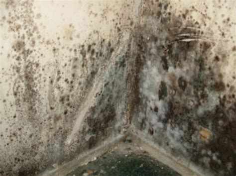 Alternaria Mold Characteristics, Risk Factors, and Removal Tips