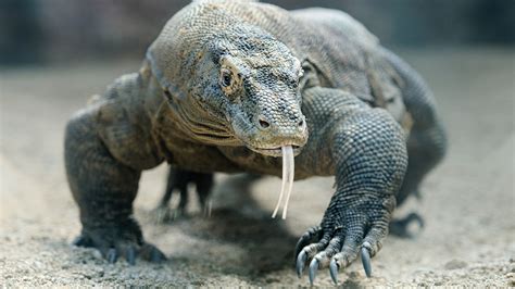 Animals On Komodo Island