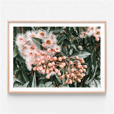 Flowering Gum | Poster, Framed Print or Canvas Wall Art | 41 Orchard