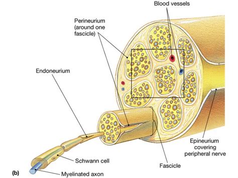 Classification of Peripheral Nerve Injury - Physiopedia