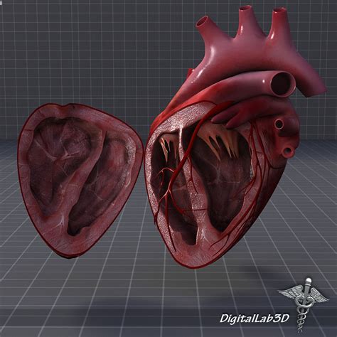 Real Human Heart Anatomy