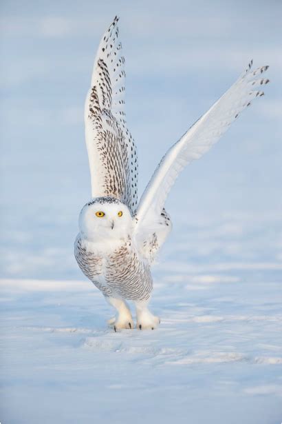 Snowy Owl - Arctic Tundra