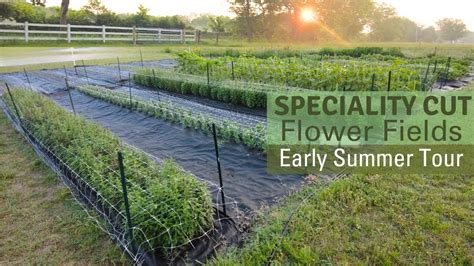 Early Summer Flower Farm Tour - YouTube