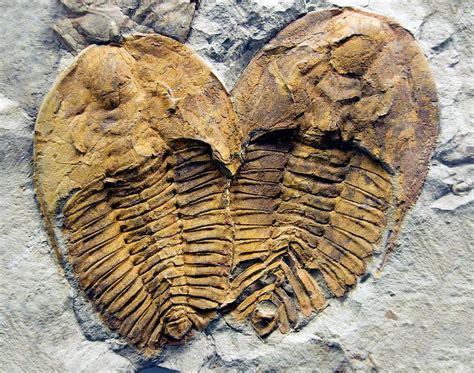 Trilobite Fossils Photograph by Sinclair Stammers/science Photo Library ...