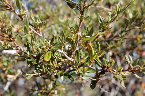 L&H Seeds - Pacific Northwest Native Seed