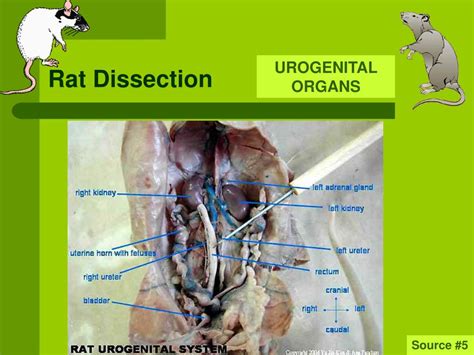 Male Rat Dissection Labeled