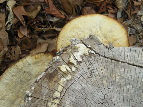 wood fungus | Nature beauty, Fungi, Camembert cheese