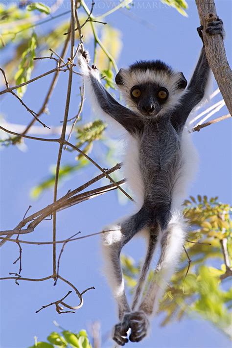 44 best Primates Old World: Verreaux's Sifaka (Propithecus verreauxi ...