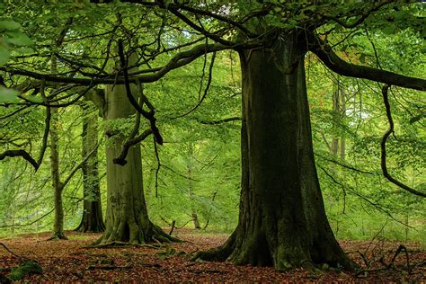 Large Beech Tree Wood Forest Green by Ben Robson Hull Photography