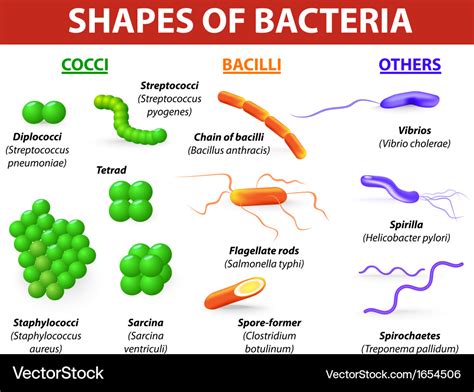 Types of bacteria Royalty Free Vector Image - VectorStock