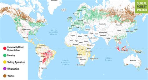 What’s causing deforestation? New study reveals global drivers | Tree ...