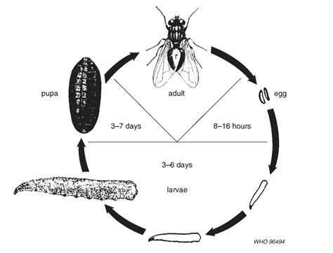 House Fly Life Cycle & Reproduction