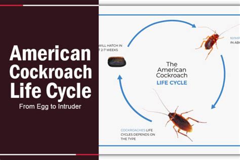 American Cockroach Life Cycle: From Egg to Intruder