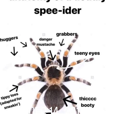 Introducing, the correct anatomy of a spider