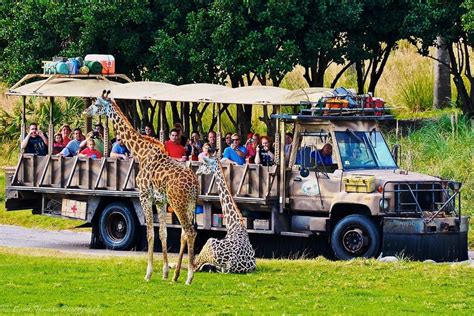 Kilimanjaro Safaris Truck Runs Over Giraffe