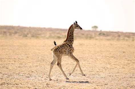 Why Giraffes Are Cool | The Odyssey Online