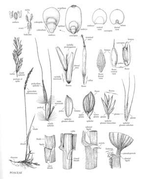 Poaceae - FNA