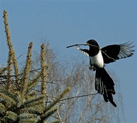 Elstern; Elster beim Nestbau Foto & Bild | natur, zoo, tiere Bilder auf ...