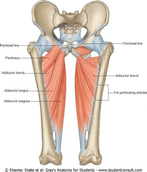 The Best Ways to Strengthen Your Adductor Group to Relieve Hip and Low ...