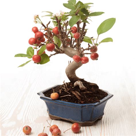 How To Grow Bonsai Apple Tree | Care Guide