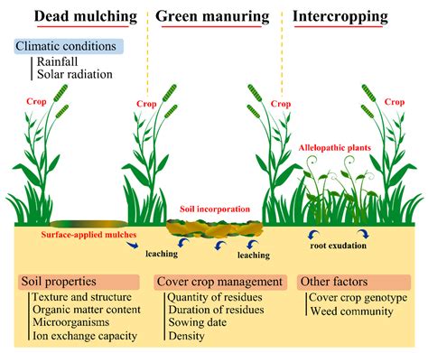 Agronomy | Free Full-Text | Crop Allelopathy for Sustainable Weed ...