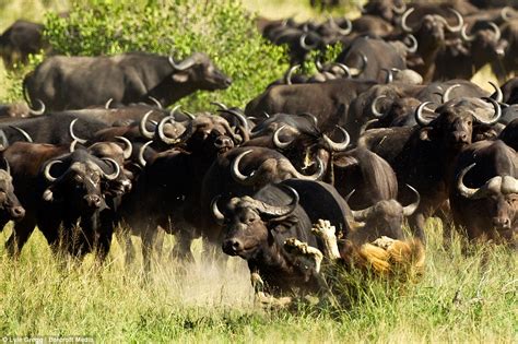 Photos show how helpless lion was trampled to death by buffalo stampede ...