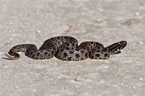 Species Profile: The Pygmy Rattlesnake - Embora Pets