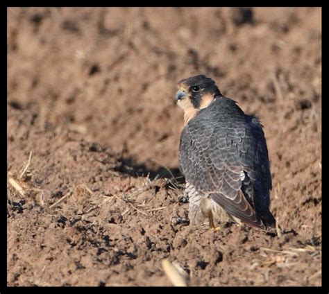 Peregrine Falcon Hunting! | Flickr - Photo Sharing!