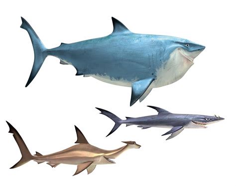 three different types of sharks are shown in this image