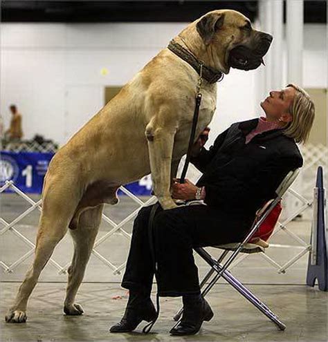 "The English Mastiff Is The Heaviest Dog The Heaviest Dog From This ...