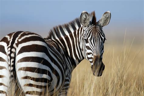 50 Dazzling Zebra Facts And Secrets To Uncover - Facts.net