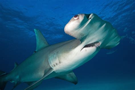 Hammerhead Shark Attacks