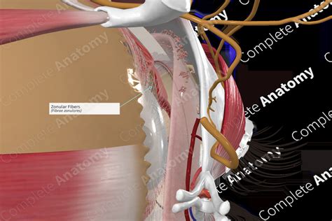 Zonular Fibers | Complete Anatomy