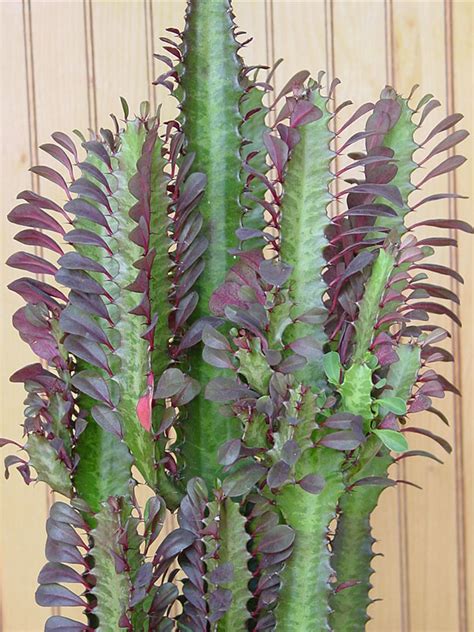 Euphorbia Trigona Red Cathedral Cactus (euphorbiaceae) – Urban Tropicals