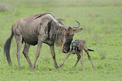 Digital Safari: Who are the major predators that feed on wildebeest? - CGTN