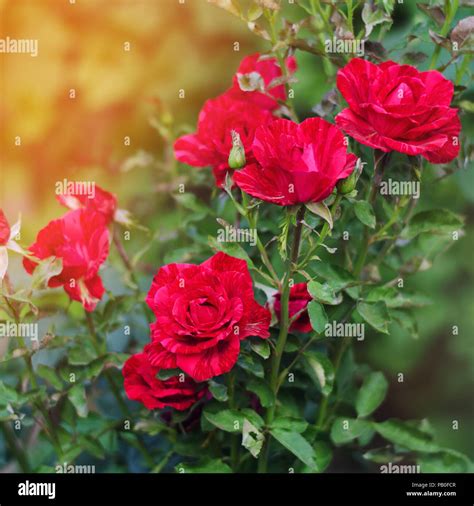 beautiful red roses in the garden, nature wallpaper. flowers. bush of ...