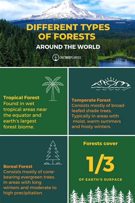 What Are The 3 Main Forest Biomes | RAINFOREST ANIMAL