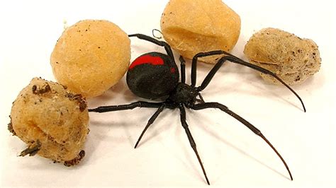 Inside Black Widow Spider Eggs