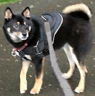 Nylon Pulling/Tracking Shiba Inu Harness with Side D-rings [H6###1092 ...