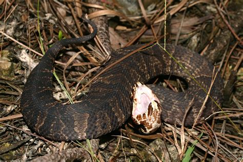 Venomous snake statement – Florida Snake ID Guide