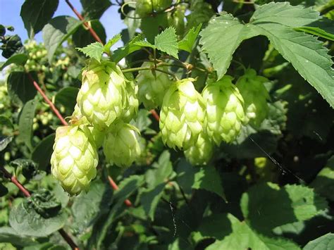 Hops Plant Uses, Benefits and Side Effects as a Medicinal Herb