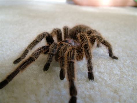 File:Chilean Rose Tarantula.jpg - Wikipedia