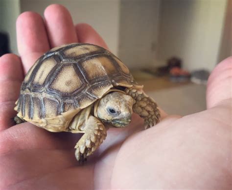 How to Care for a Baby Sulcata Tortoise - TurtleHolic