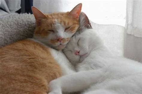 Cats cuddling - Teh Cute