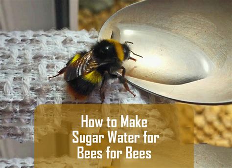 9 Easy Steps To Make Sugar Water For Bees