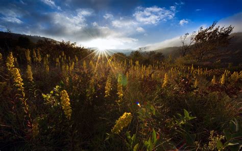 nature, Sunrise, Forest