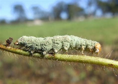 Pathogens - IPM Guidelines For Grains