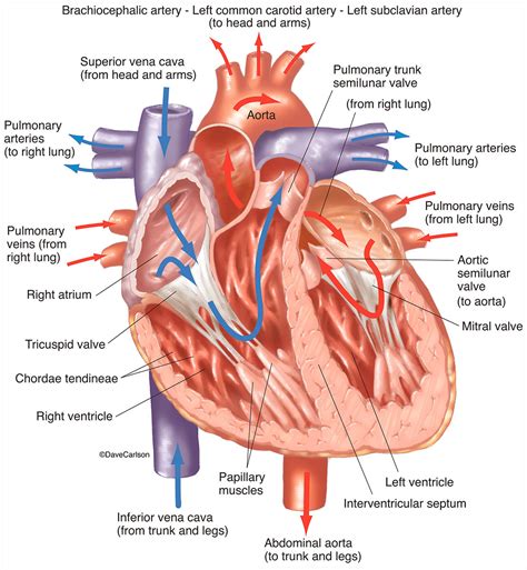 Human Heart Labeled