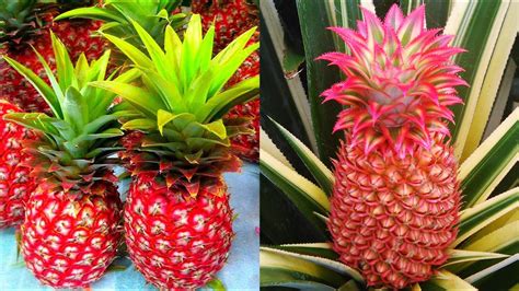 21 Different Types of Pineapple Fruits