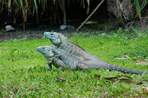 Blue Iguana - Click to Learn all about this species of Iguana